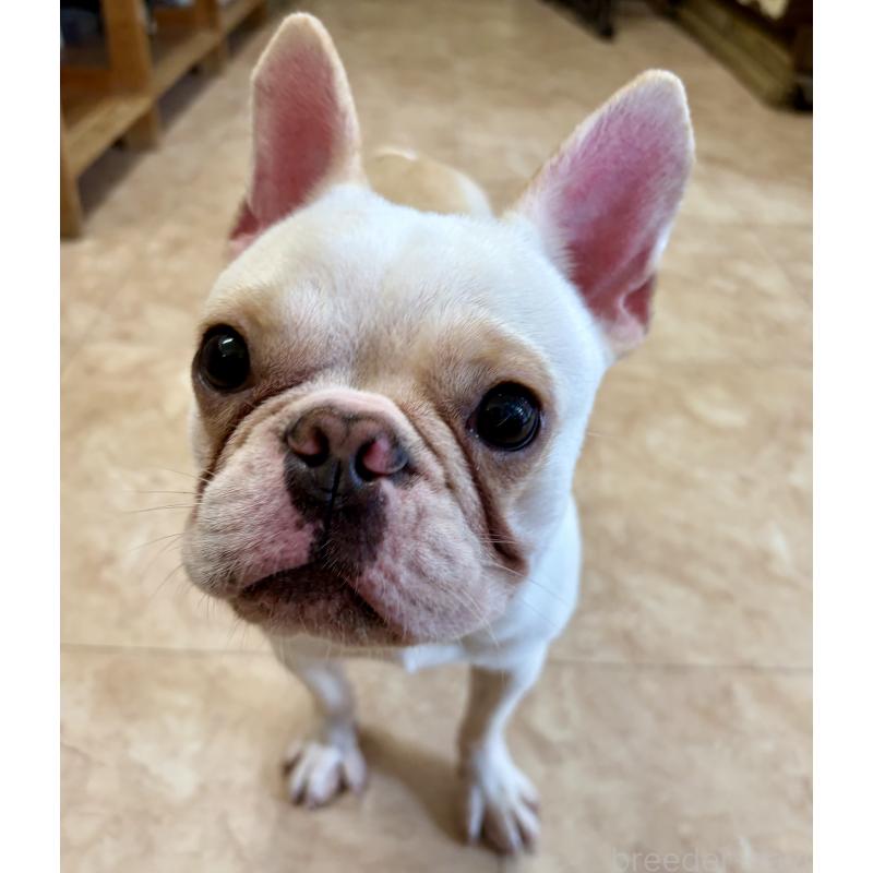 販売中の沖縄県のフレンチブルドッグ-443199の4枚目