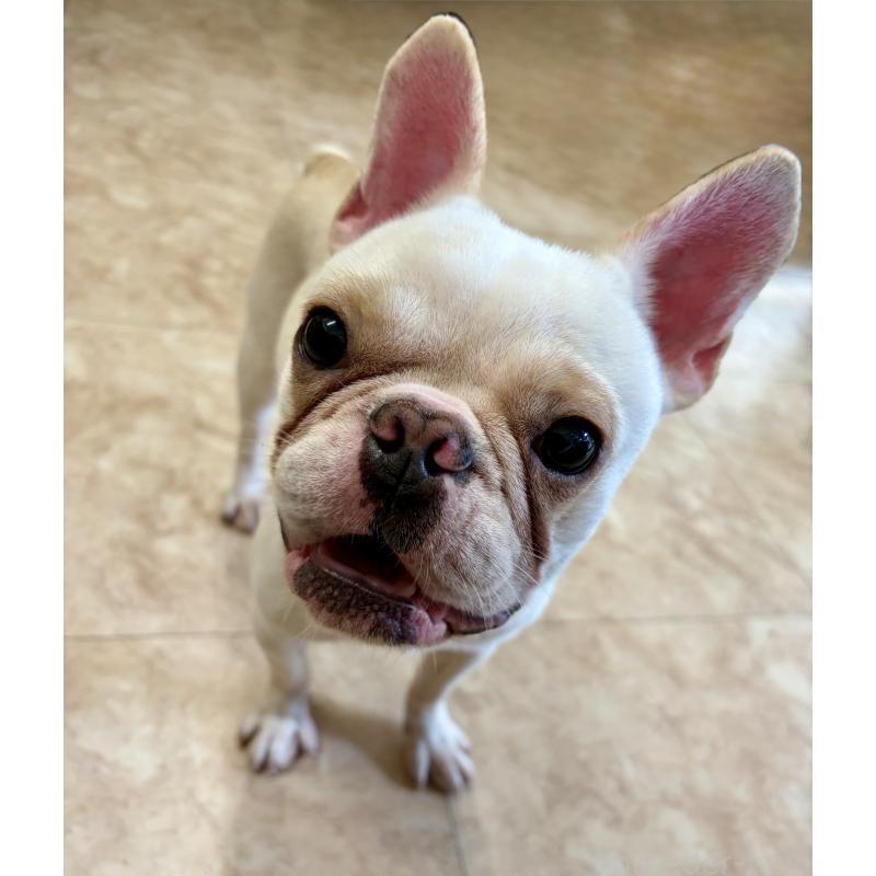 販売中の沖縄県のフレンチブルドッグ-443199の3枚目
