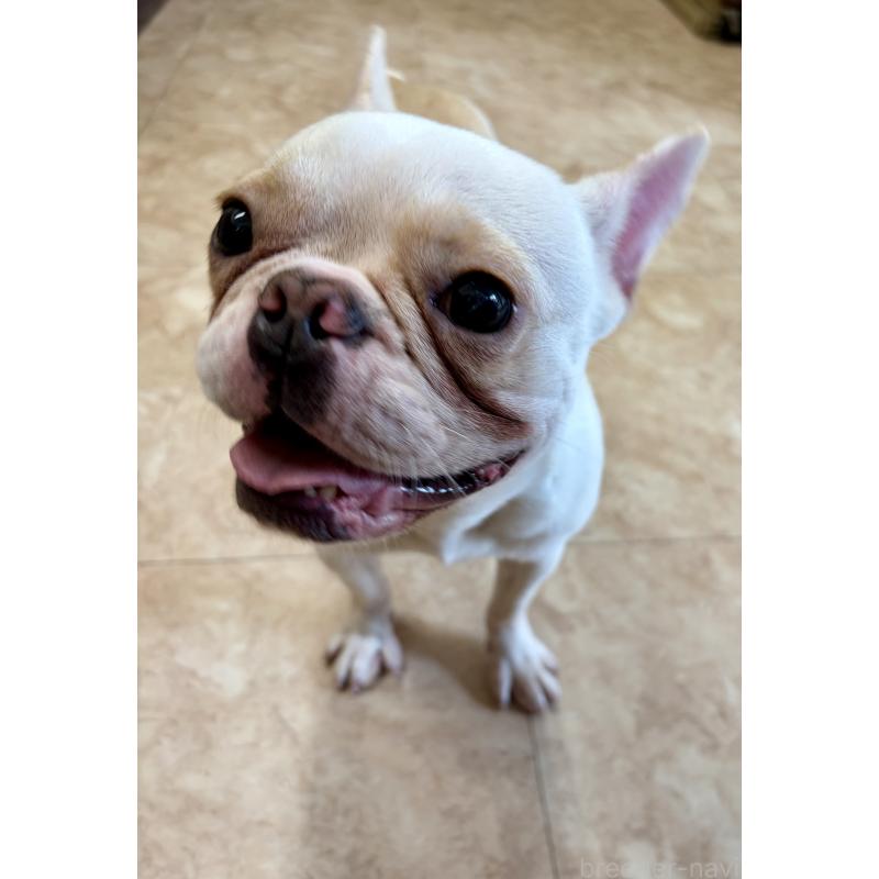 販売中の沖縄県のフレンチブルドッグ-443199の2枚目