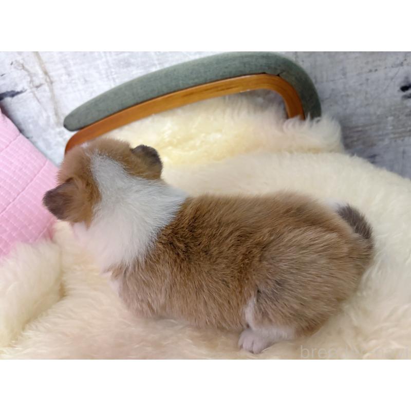 販売中の愛知県のウェルシュコーギーペンブローク-443198の5枚目