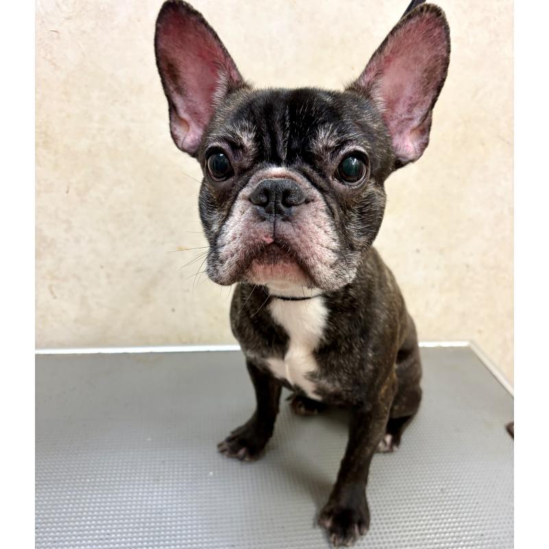 販売中の沖縄県のフレンチブルドッグ-443201の3枚目