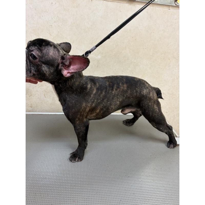 販売中の沖縄県のフレンチブルドッグ-443201の2枚目