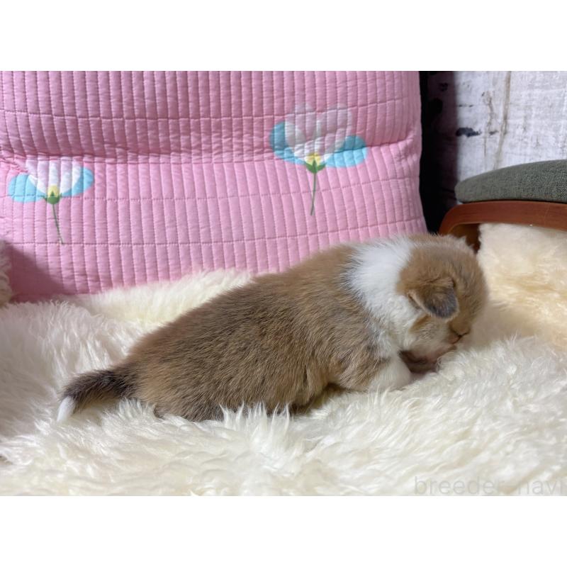 販売中の愛知県のウェルシュコーギーペンブローク-443202の5枚目