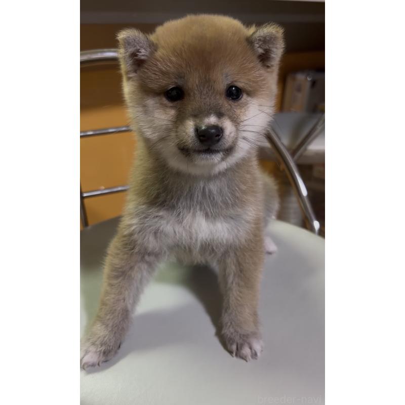 成約済の愛知県の豆柴-436596の5枚目