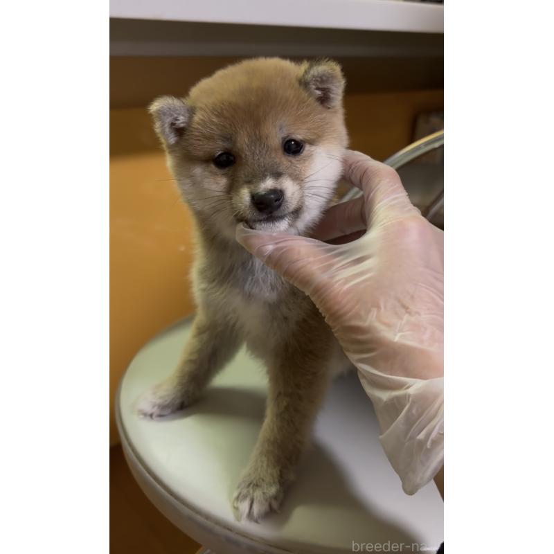 成約済の愛知県の豆柴-436596の4枚目