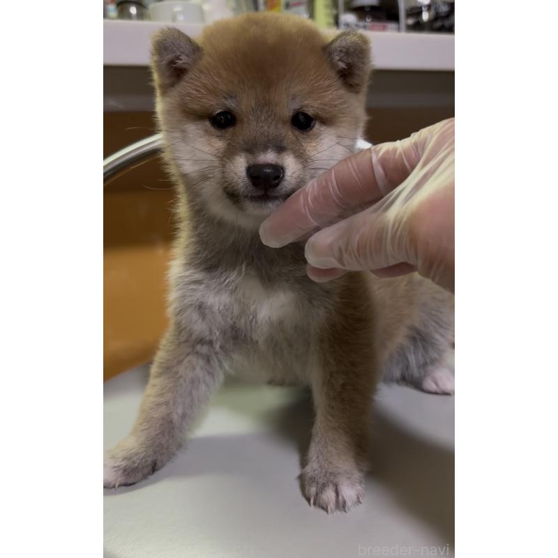 成約済の愛知県の豆柴-436596の3枚目