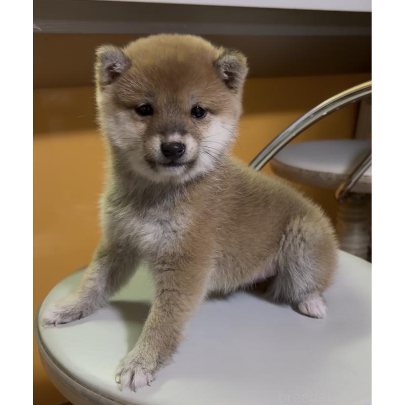 成約済の愛知県の豆柴-436596の2枚目