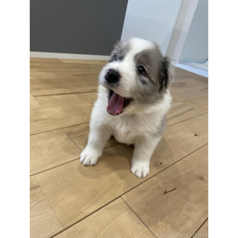 成約済の滋賀県のボーダーコリー-440630の4枚目