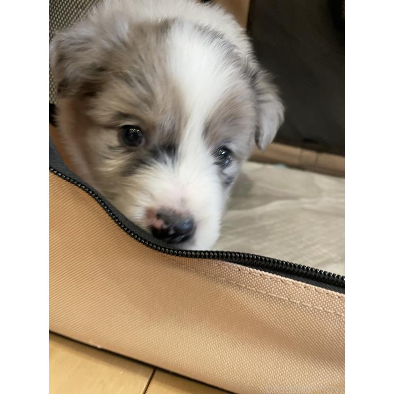 成約済の滋賀県のボーダーコリー-440630の3枚目