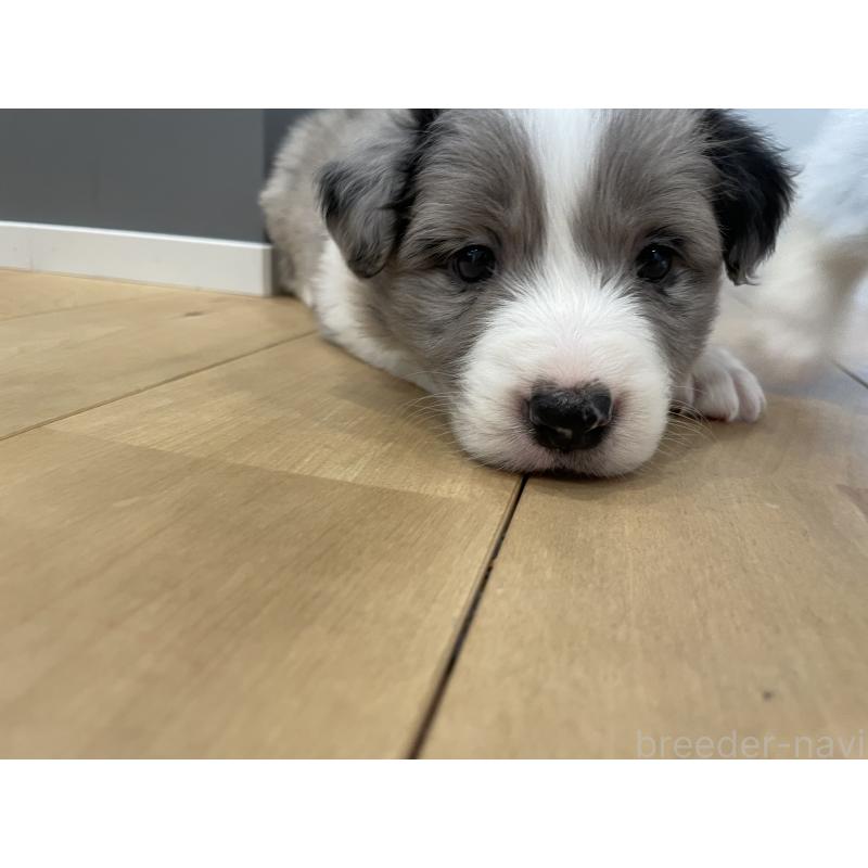 販売中の滋賀県のボーダーコリー-441094の3枚目