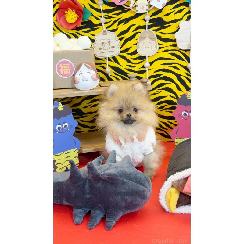 販売中の北海道のポメラニアン-436420の6枚目