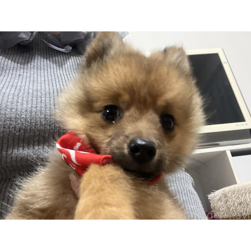 販売中の埼玉県のミックス犬-433367の4枚目