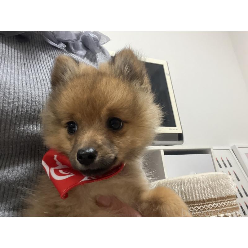 販売中の埼玉県のミックス犬-433367の3枚目