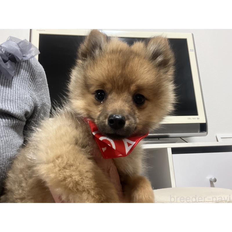 販売中の埼玉県のミックス犬-433367の2枚目