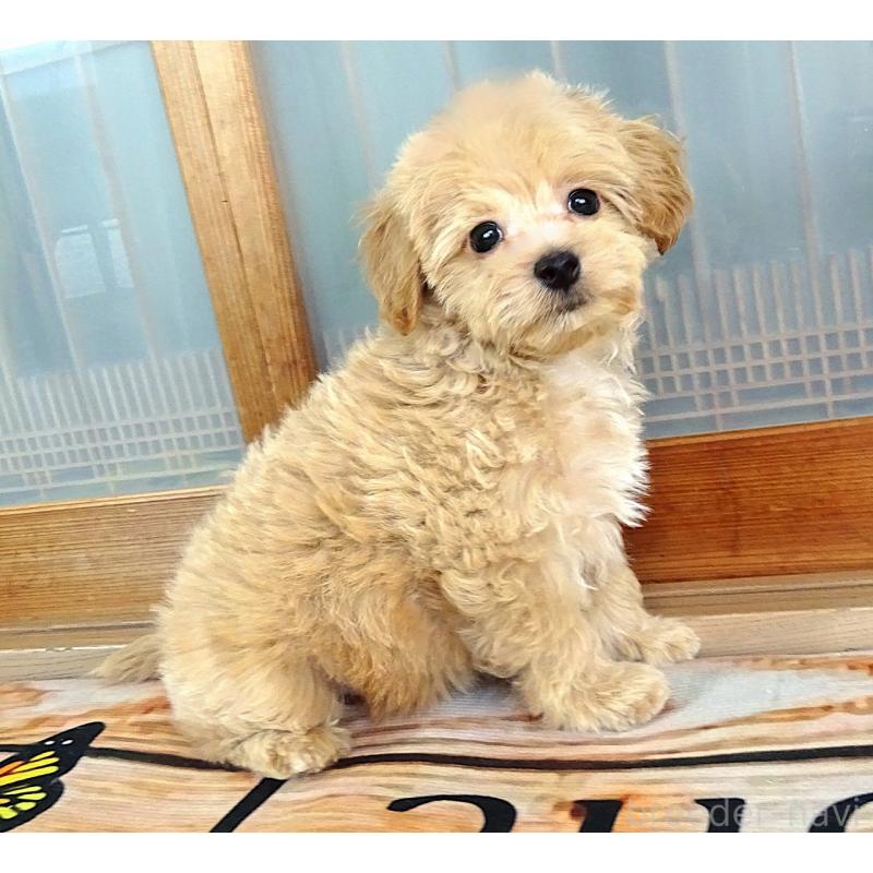 販売中の熊本県のマルプー:マルチーズ×トイプードル-443065の5枚目