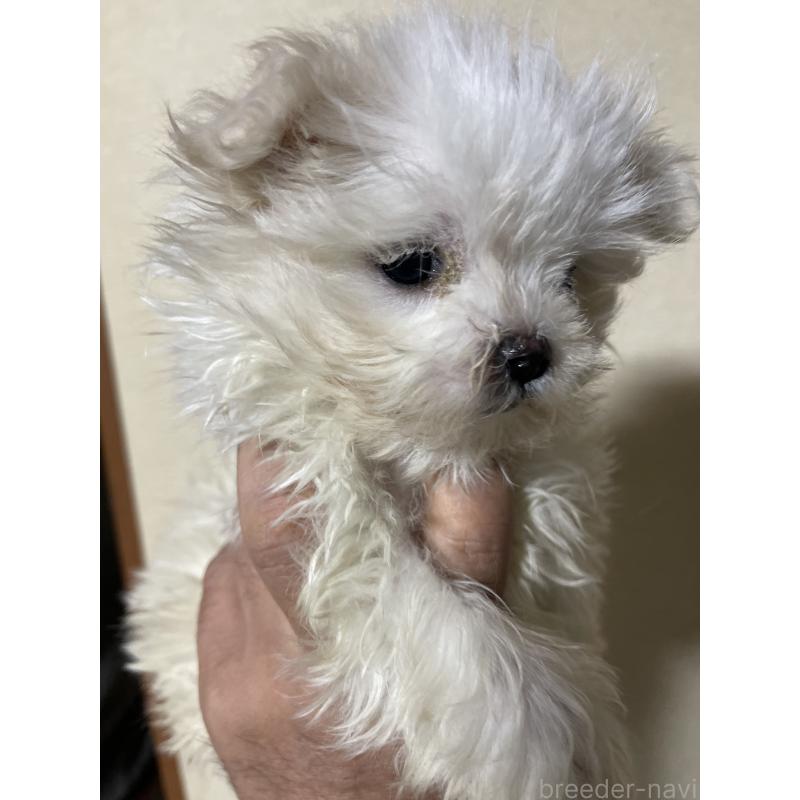 販売中の岡山県のマルチーズ-443067の2枚目