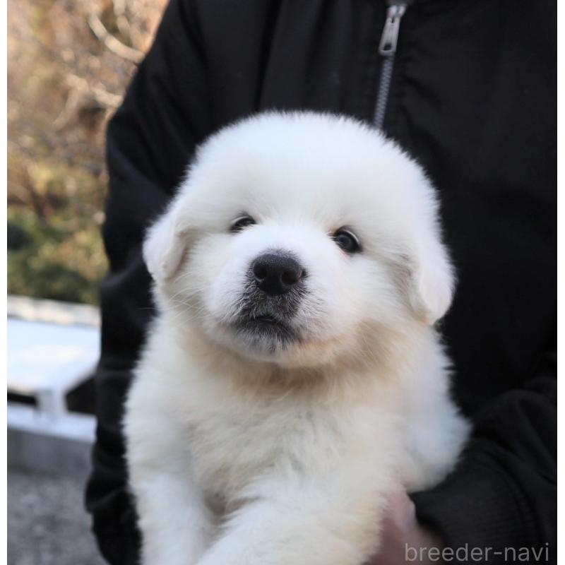 販売中の千葉県のグレートピレニーズ-443068の5枚目