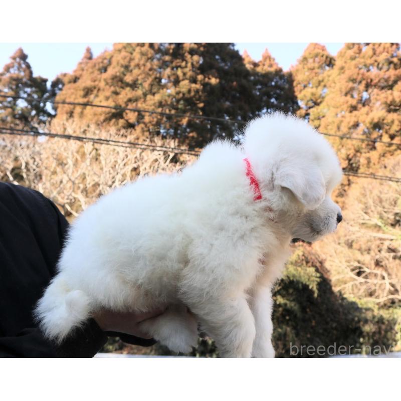 販売中の千葉県のグレートピレニーズ-443068の4枚目