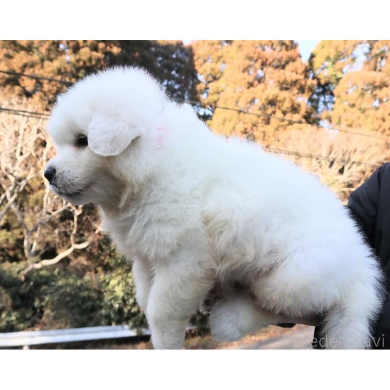 販売中の千葉県のグレートピレニーズ-443068の3枚目