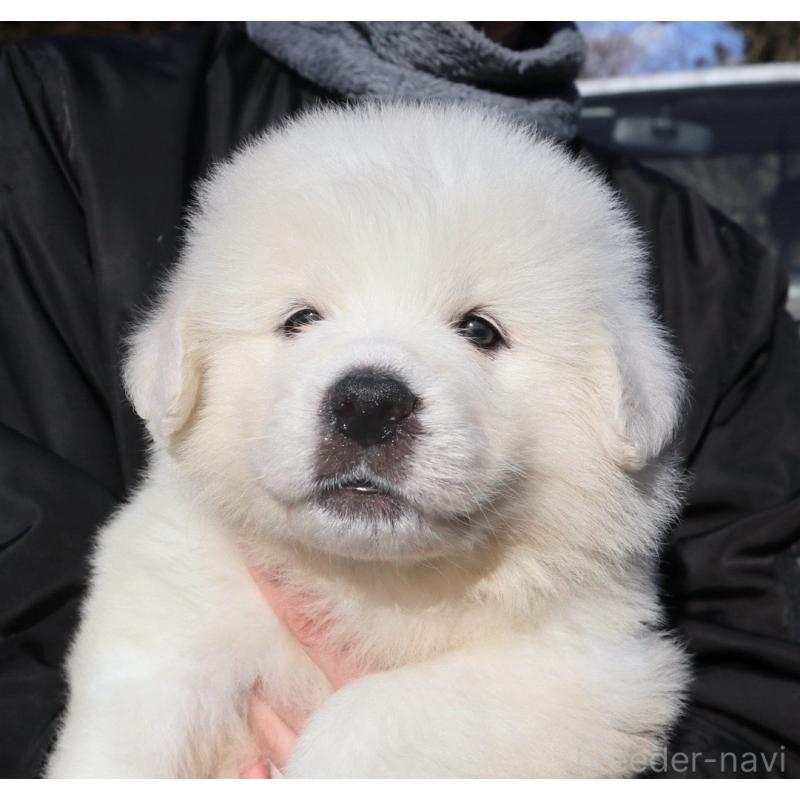 販売中の千葉県のグレートピレニーズ-443068の2枚目