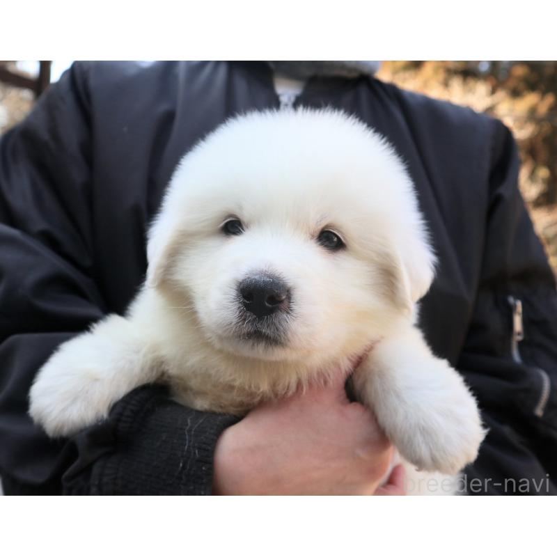販売中の千葉県のグレートピレニーズ-443069の5枚目