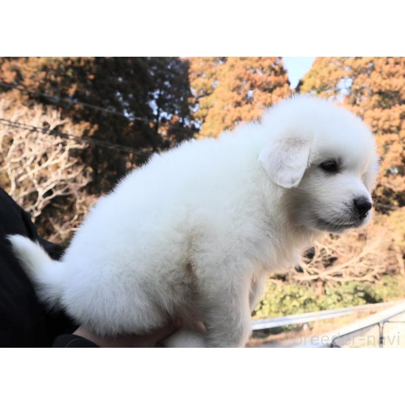 販売中の千葉県のグレートピレニーズ-443069の4枚目