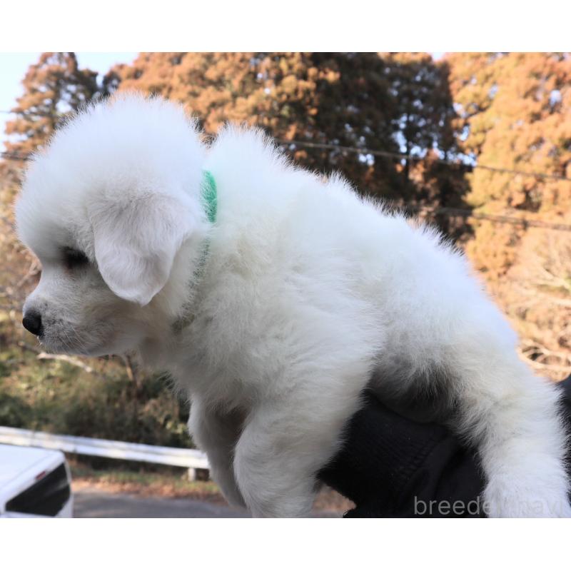 販売中の千葉県のグレートピレニーズ-443069の3枚目