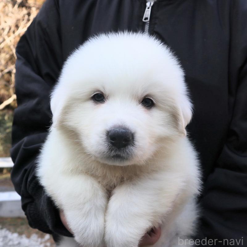 販売中の千葉県のグレートピレニーズ-443069の2枚目