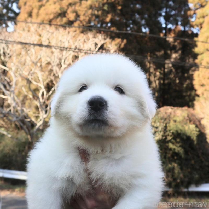 販売中の千葉県のグレートピレニーズ-443069