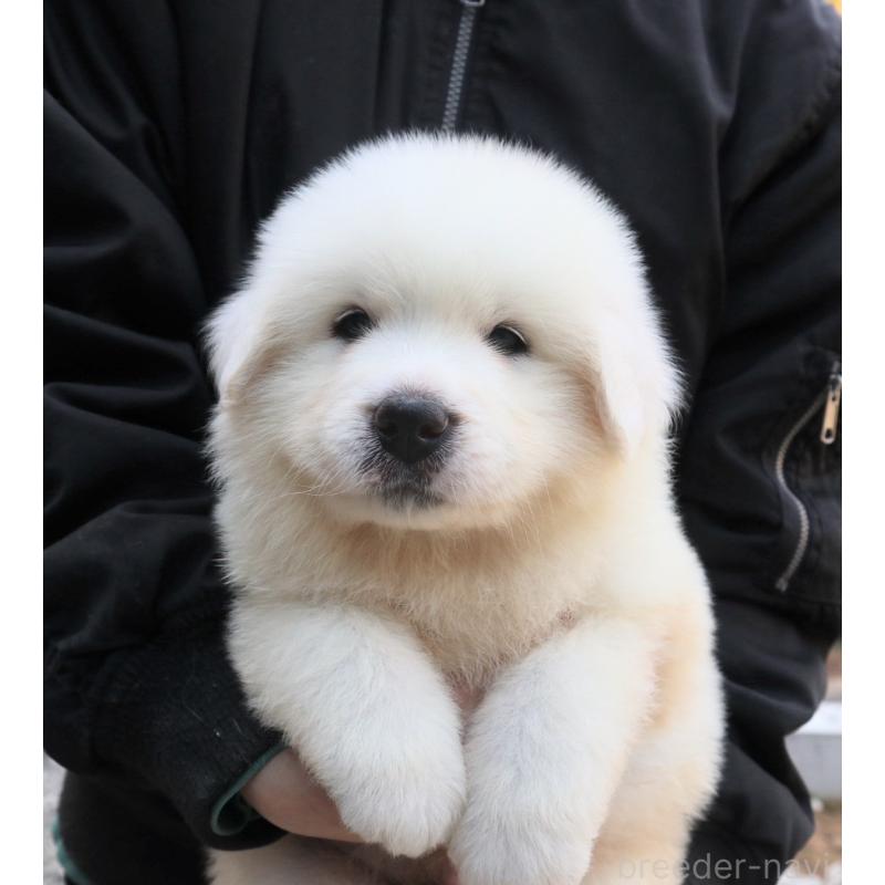 販売中の千葉県のグレートピレニーズ-443070の5枚目