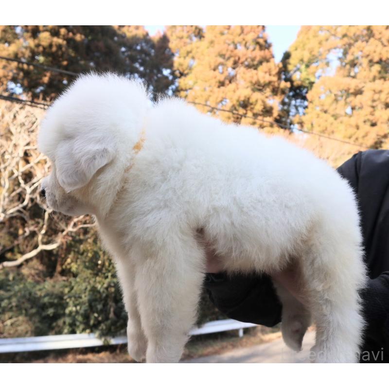販売中の千葉県のグレートピレニーズ-443070の4枚目