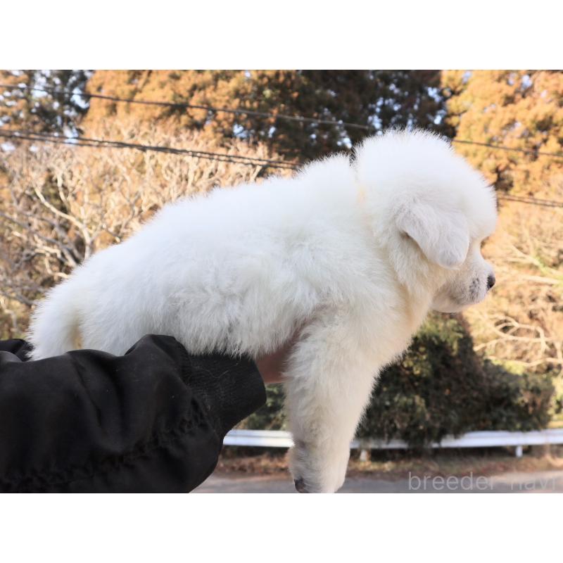 販売中の千葉県のグレートピレニーズ-443070の3枚目
