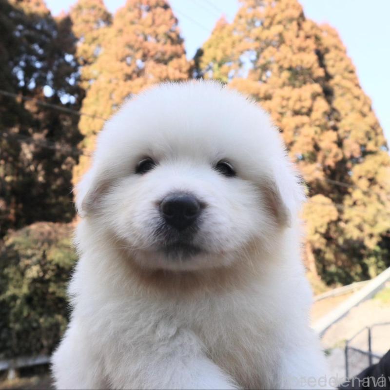 販売中の千葉県のグレートピレニーズ-443070