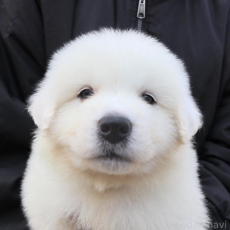 販売中の千葉県のグレートピレニーズ-443071の5枚目