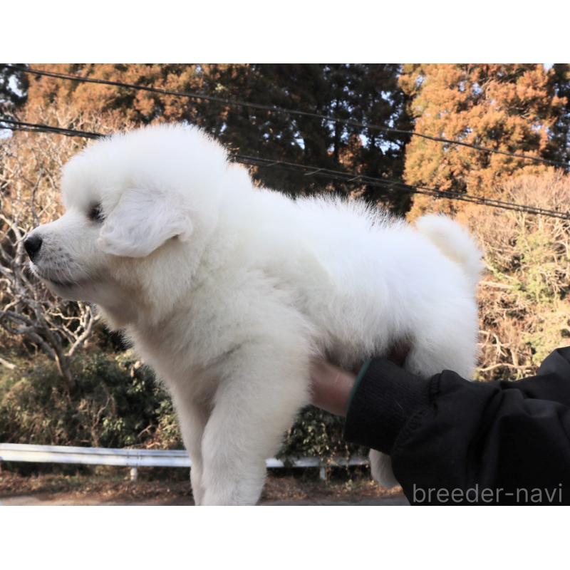 販売中の千葉県のグレートピレニーズ-443071の4枚目
