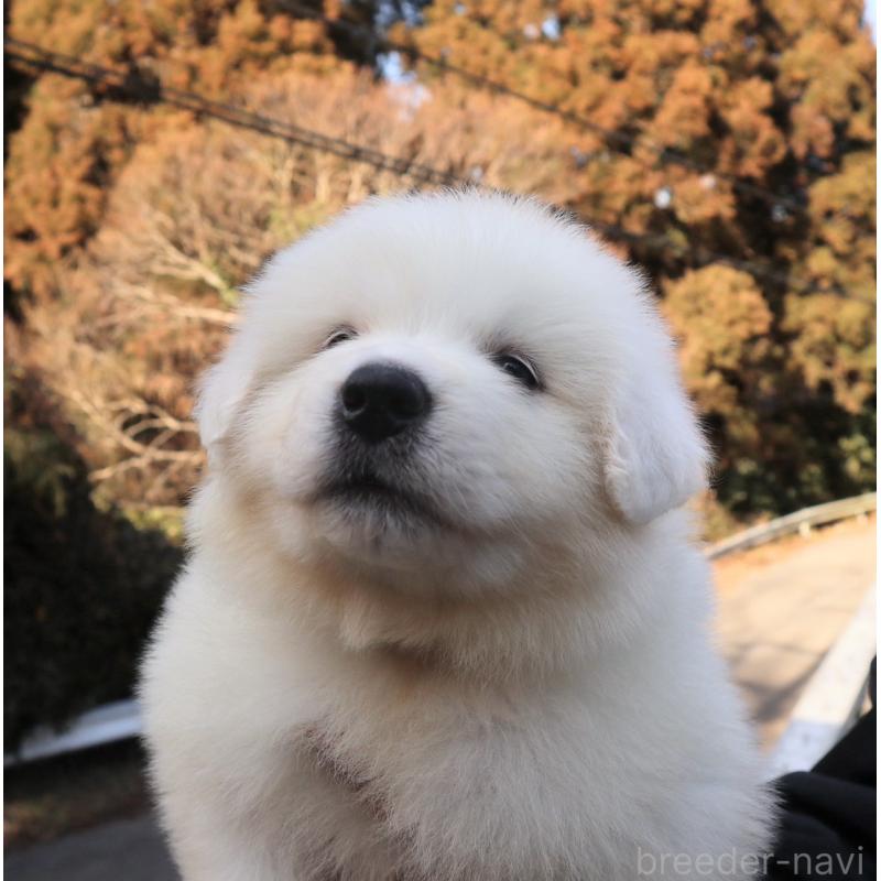 販売中の千葉県のグレートピレニーズ-443071の2枚目