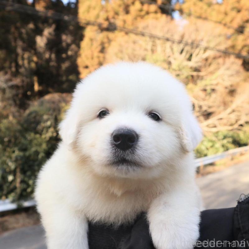 販売中の千葉県のグレートピレニーズ-443071の1枚目