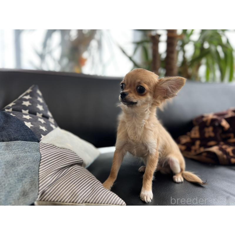 販売中の石川県のチワワ(ロングコート)-443072の7枚目