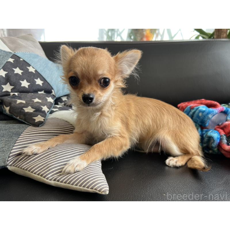 販売中の石川県のチワワ(ロングコート)-443072の5枚目