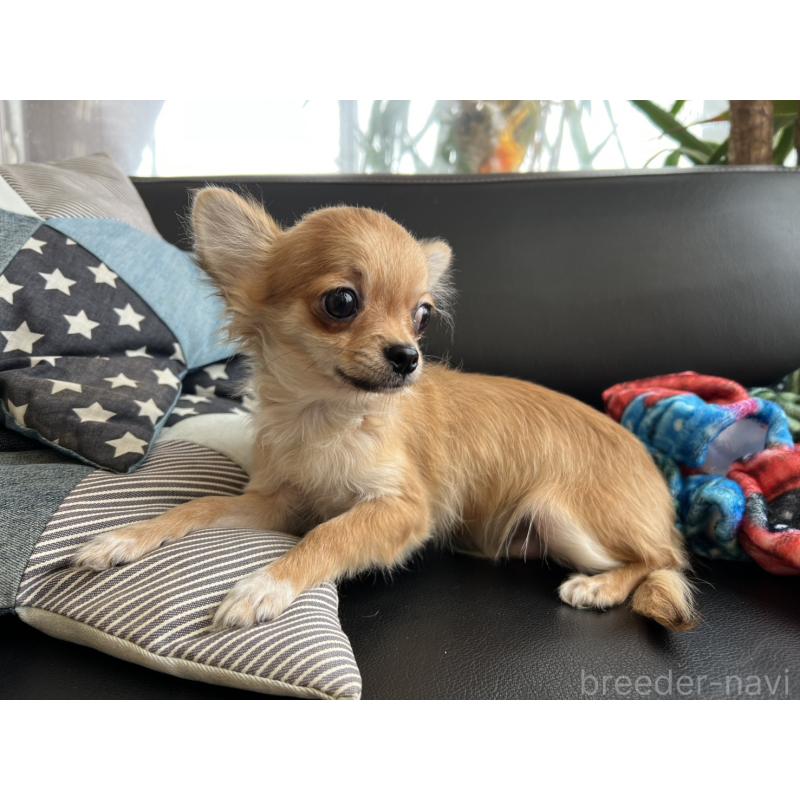 販売中の石川県のチワワ(ロングコート)-443072の4枚目