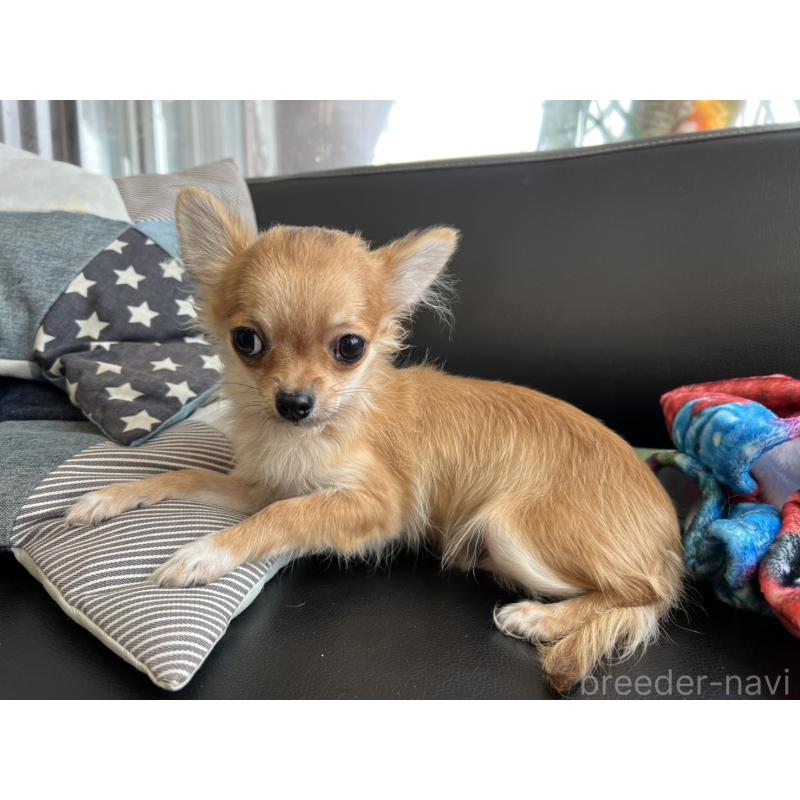 販売中の石川県のチワワ(ロングコート)-443072の3枚目