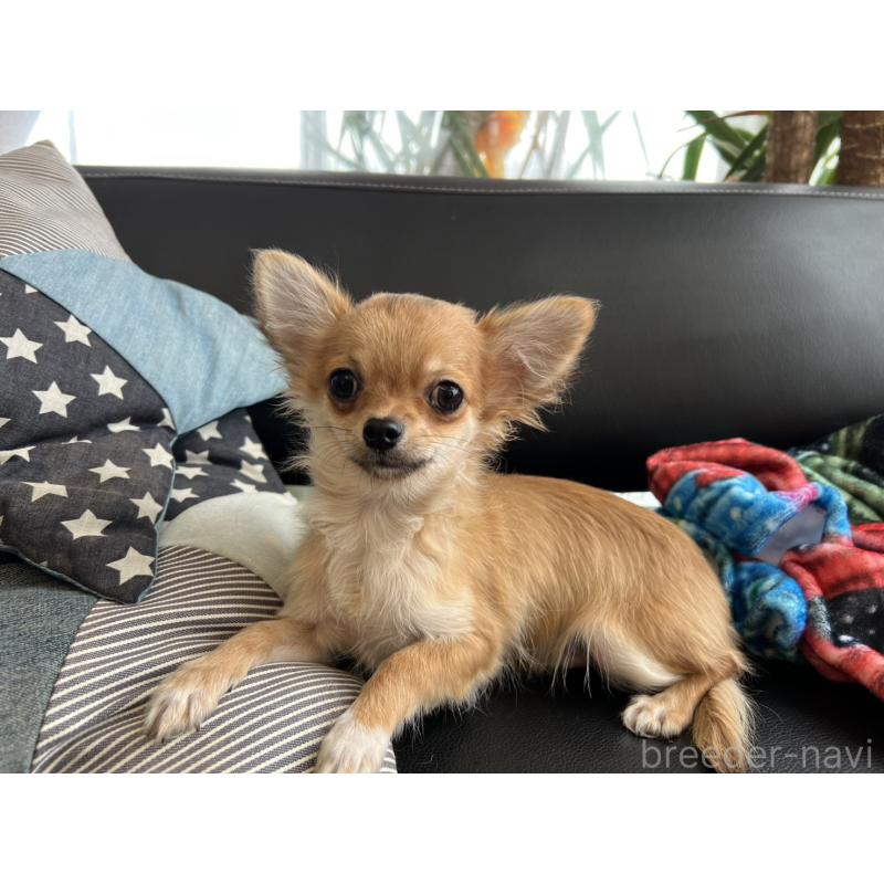 販売中の石川県のチワワ(ロングコート)-443072の2枚目