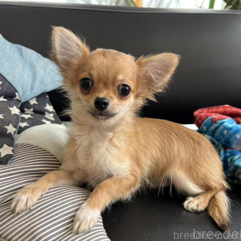 販売中の石川県のチワワ(ロングコート)-443072