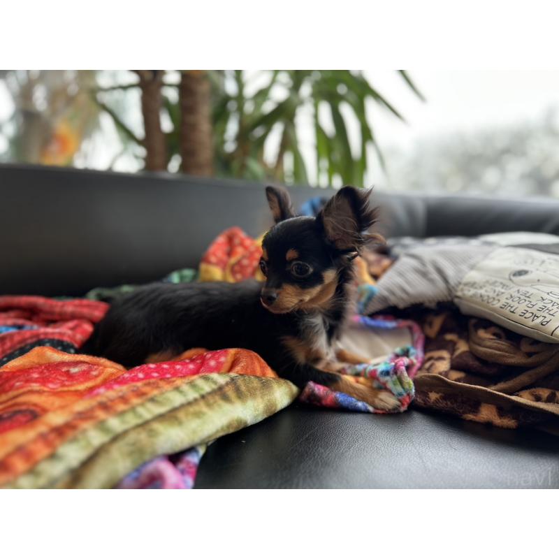 販売中の石川県のチワワ(ロングコート)-443073の6枚目