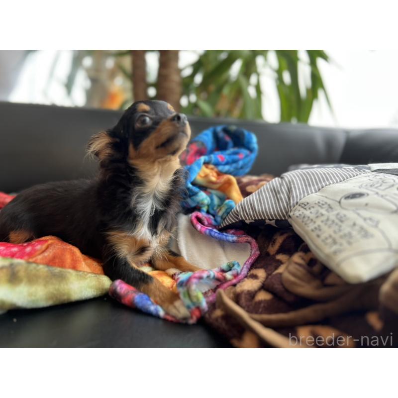 販売中の石川県のチワワ(ロングコート)-443073の5枚目