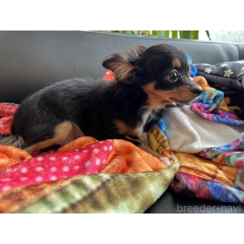 販売中の石川県のチワワ(ロングコート)-443073の3枚目