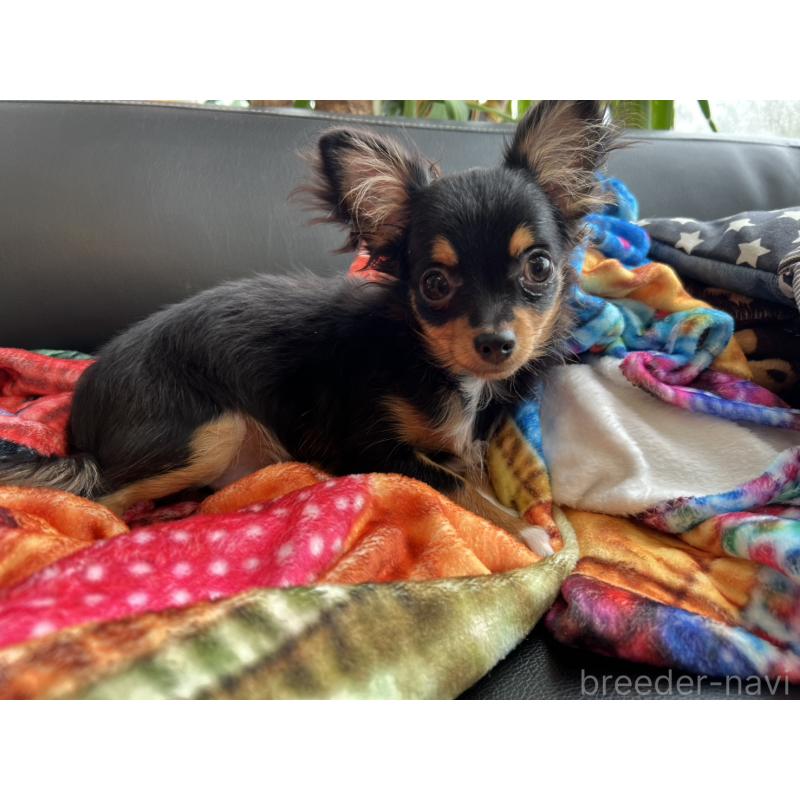 販売中の石川県のチワワ(ロングコート)-443073の2枚目