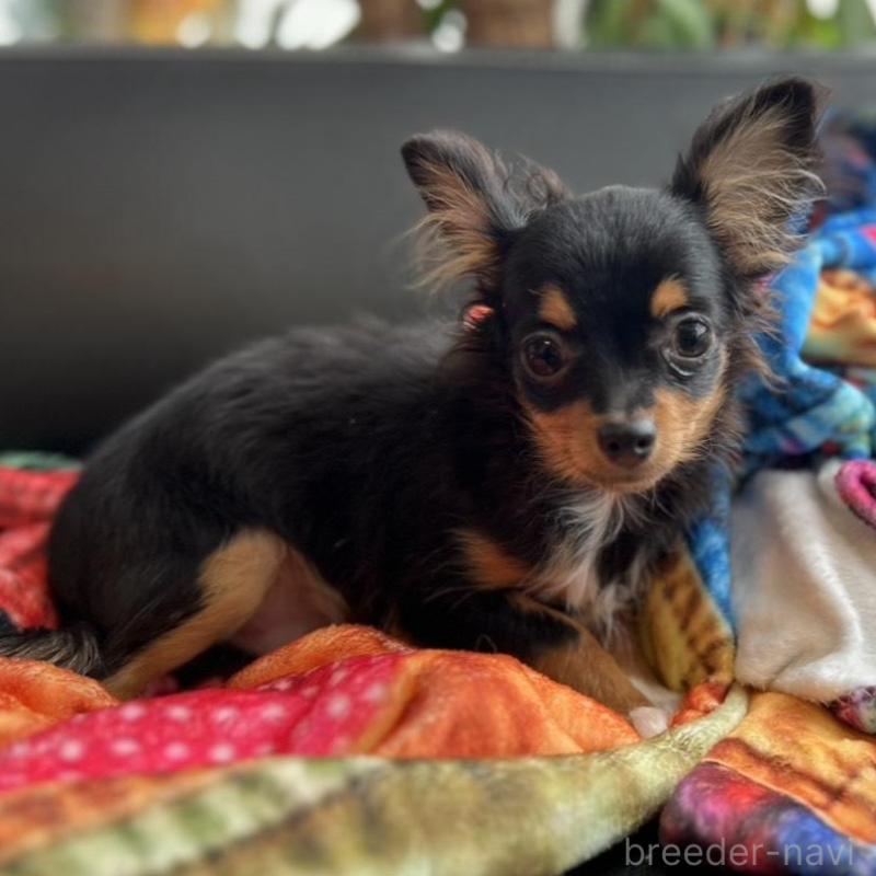 販売中の石川県のチワワ(ロングコート)-443073の1枚目