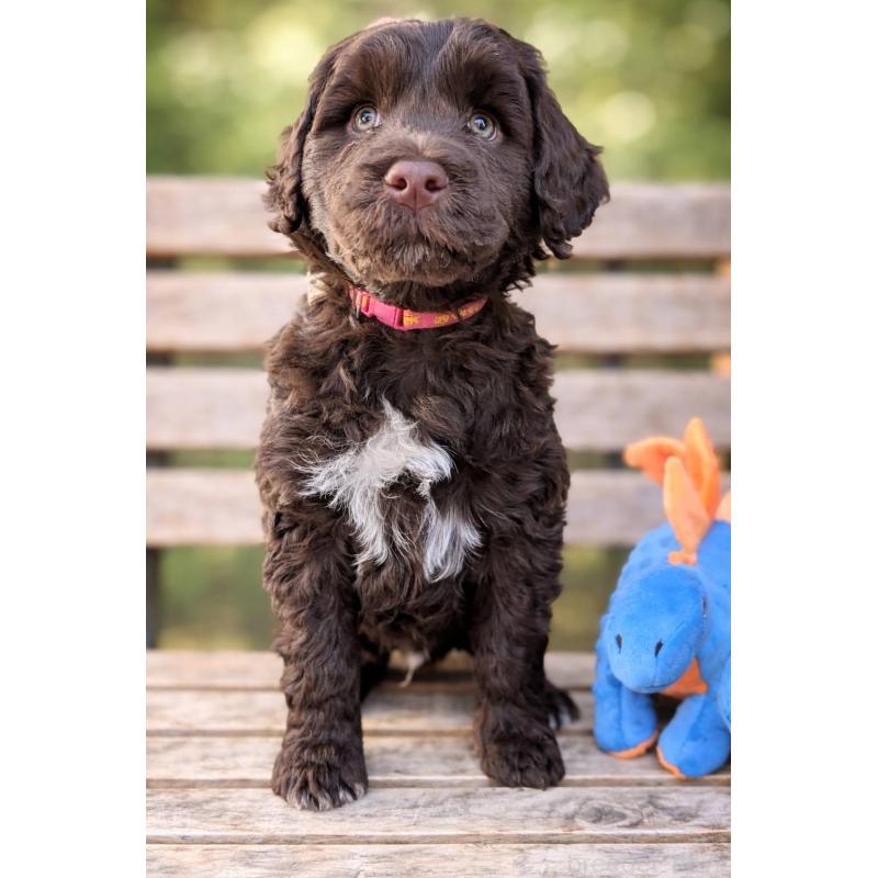 成約済の東京都のポーチュギーズウォータードッグ-437307の6枚目