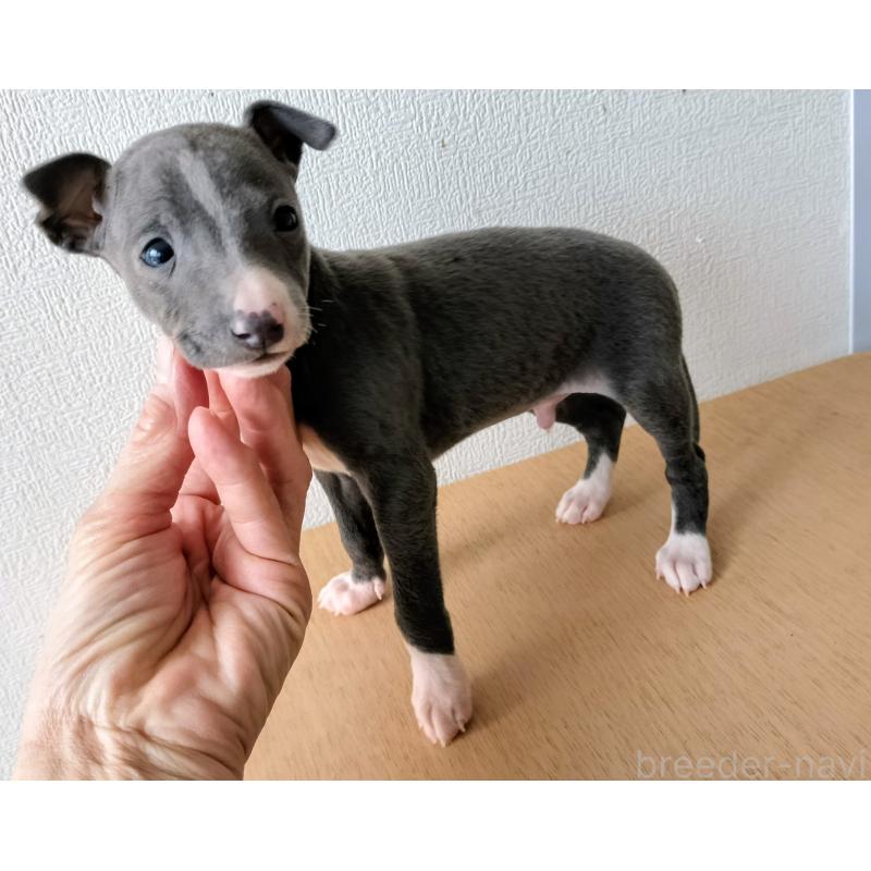 販売中の岐阜県のイタリアングレーハウンド(イタグレ)-443079の2枚目